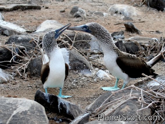 Blue-footed Booby (Sula nebouxii)