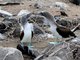 Blue-footed Booby (Sula nebouxii)