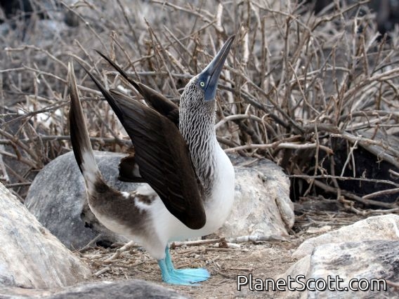 Blue-footed Booby (Sula nebouxii)