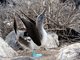 Blue-footed Booby (Sula nebouxii)