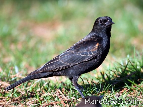 Red-winged Blackbird (Agelaius phoeniceus) Juvenile