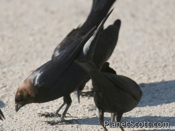 Brown-headed Cowbird (Molothrus ater) Male