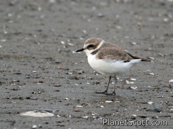 Snowy Plover (Charadrius alexandrinus)