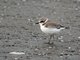 Snowy Plover (Charadrius alexandrinus)