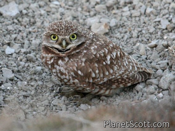 Burrowing Owl (Speotyto cunicularia)