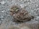 Burrowing Owl (Speotyto cunicularia) 