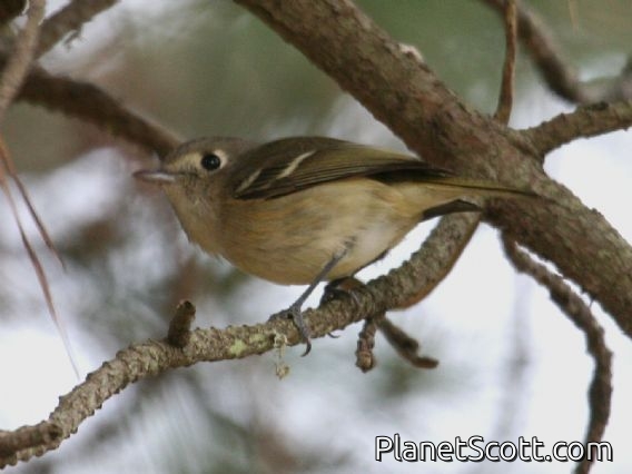 Hutton's Vireo (Vireo huttoni)