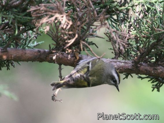 Golden-crowned Kinglet (Regulus satrapa)