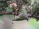 Golden-crowned Kinglet (Regulus satrapa)