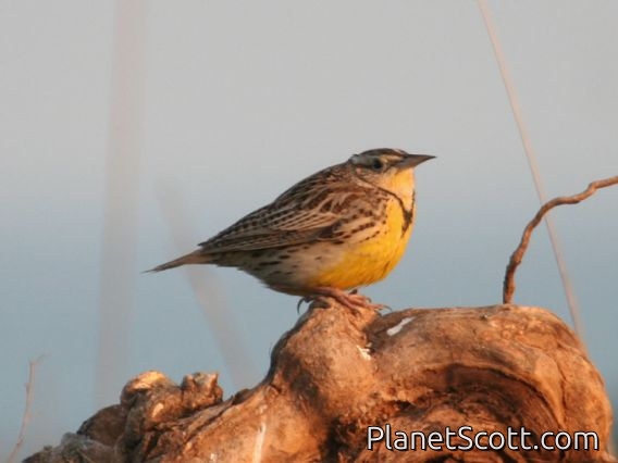 Western Meadowlark (Sturnella neglecta)