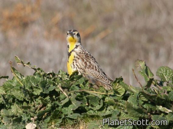 Western Meadowlark (Sturnella neglecta)