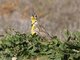 Western Meadowlark (Sturnella neglecta)