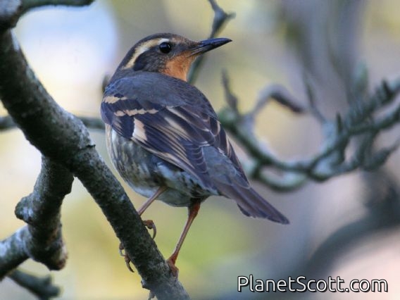 Varied Thrush (Zoothera naevia) Female