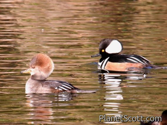 Hooded Merganser (Lophodytes cucullatus)