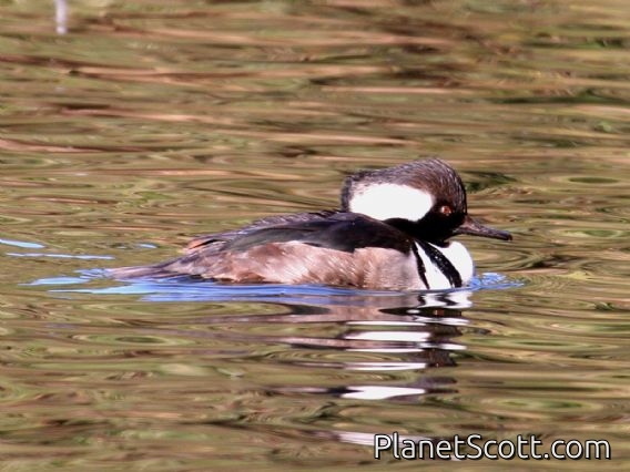 Hooded Merganser (Lophodytes cucullatus) Male