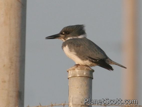 Belted Kingfisher (Megaceryle alcyon)