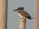 Belted Kingfisher (Megaceryle alcyon) 