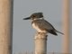 Belted Kingfisher (Megaceryle alcyon)
