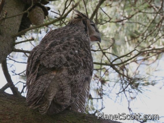 Great Horned Owl (Bubo virginianus)