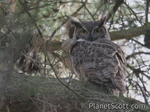 Great Horned Owl (Bubo virginianus)