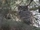 Great Horned Owl (Bubo virginianus)