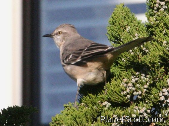 Northern Mockingbird (Mimus polyglottos)