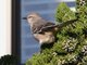 Northern Mockingbird (Mimus polyglottos)