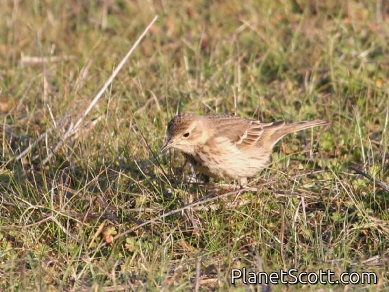 American Pipit (Anthus rubescens)