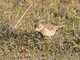 American Pipit (Anthus rubescens)