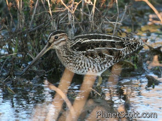 Wilson's Snipe (Gallinago delicata)