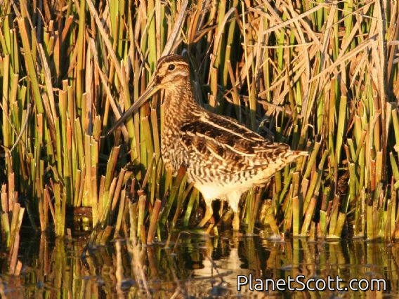 Wilson's Snipe (Gallinago delicata)