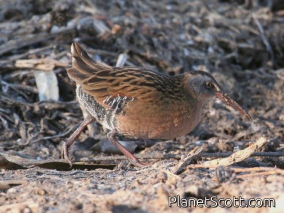 Virginia Rail (Rallus limicola)