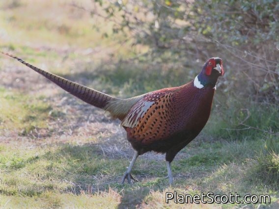 Common Pheasant (Phasianus colchicus)