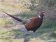 Common Pheasant (Phasianus colchicus)