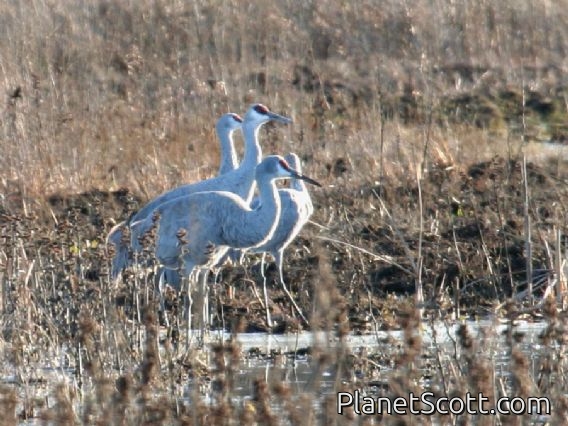 Sandhill Crane (Antigone canadensis)
