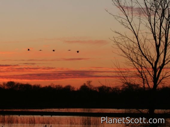Sandhill Crane (Antigone canadensis)