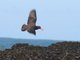 Black Oystercatcher (Haematopus bachmani)
