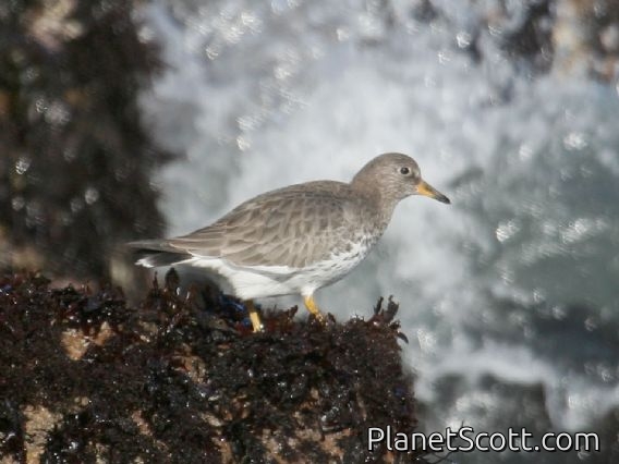 Surfbird (Calidris virgata)
