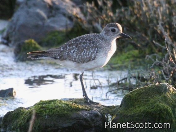 Black-bellied Plover (Pluvialis squatarola)