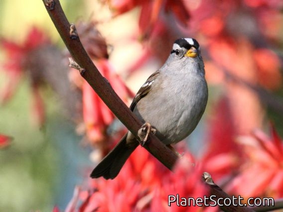 White-crowned Sparrow (Zonotrichia leucophrys)