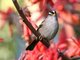 White-crowned Sparrow (Zonotrichia leucophrys)