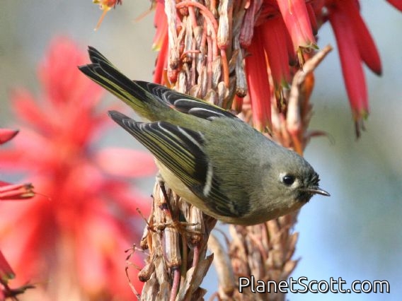 Ruby-crowned Kinglet (Regulus calendula)