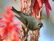 Ruby-crowned Kinglet (Regulus calendula)