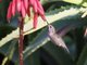 Anna's Hummingbird (Calypte anna)