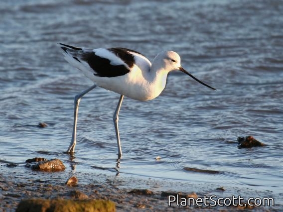 American Avocet (Recurvirostra americana) nonbreeding
