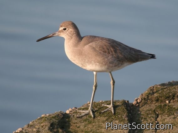 Willet (Catoptrophorus semipalmatus)