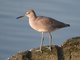 Willet (Catoptrophorus semipalmatus)