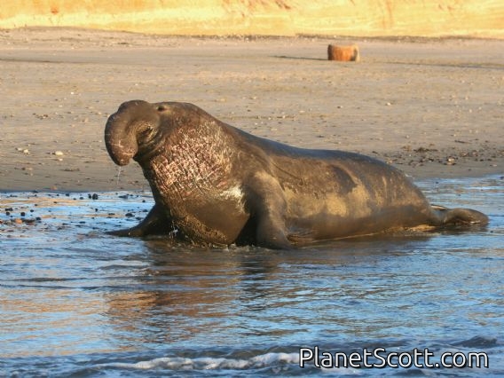 northern elephant seal (Mirounga angustirostris)