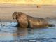 northern elephant seal (Mirounga angustirostris) 
