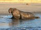 northern elephant seal (Mirounga angustirostris)